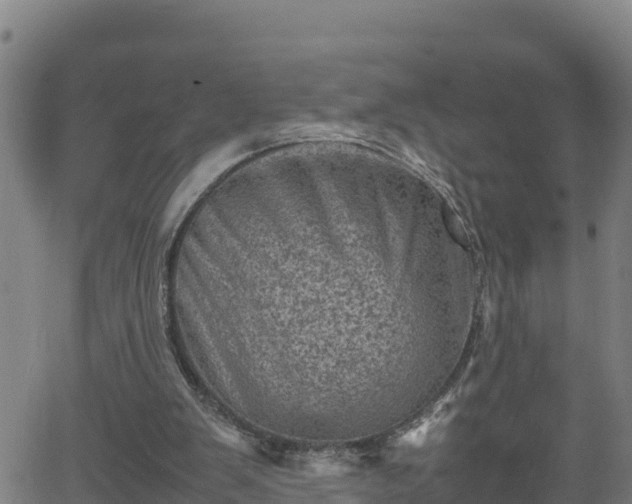 X0000062130103200512161202