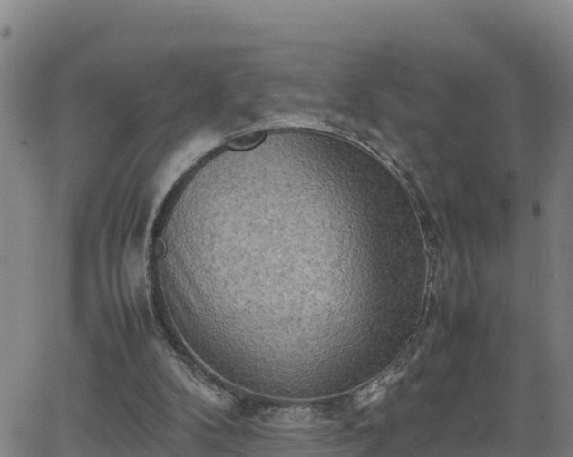 X0000062130104200512161202