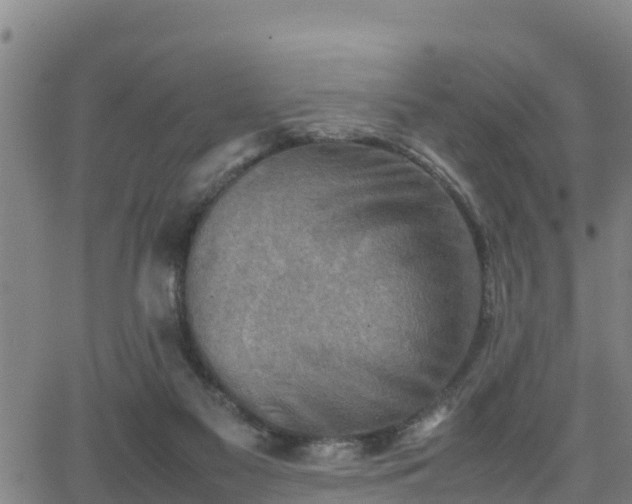 X0000062130117200512161202