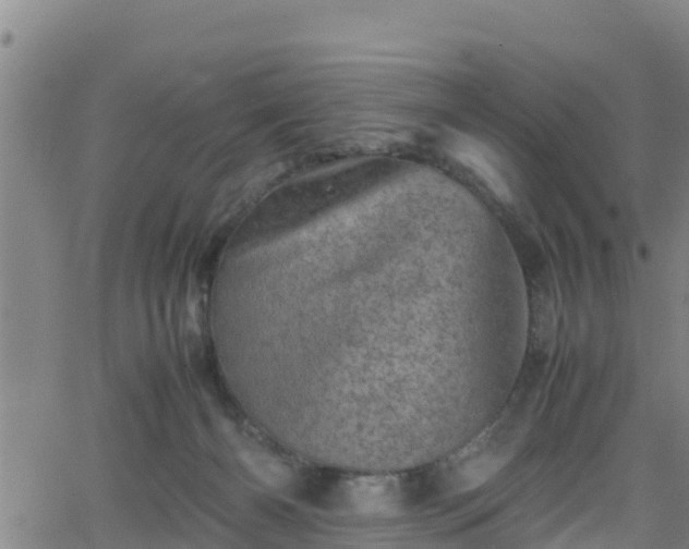 X0000062130126200512161202