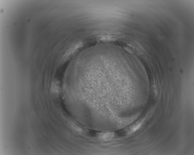 X0000062130135200512161202