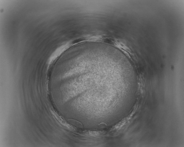 X0000062130149200512161201