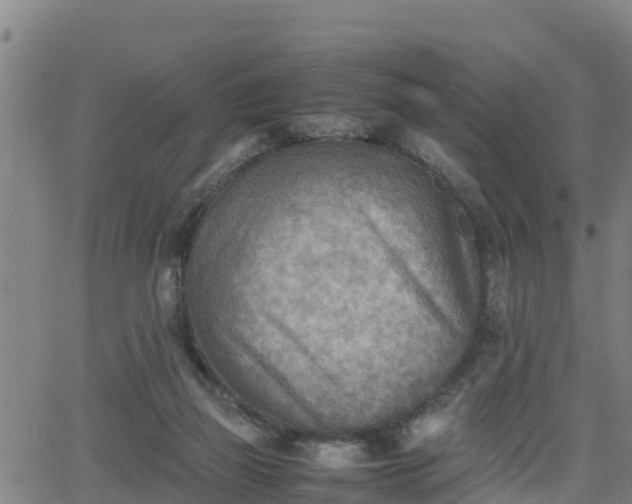 X0000062130165200512161201