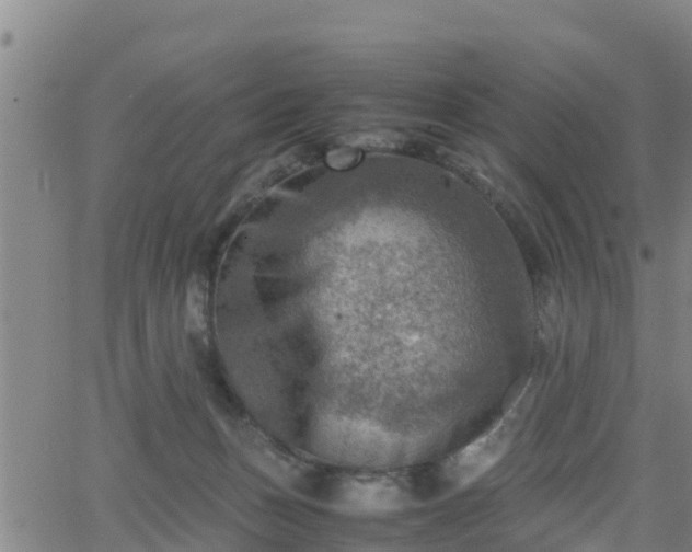 X0000062130175200512161201