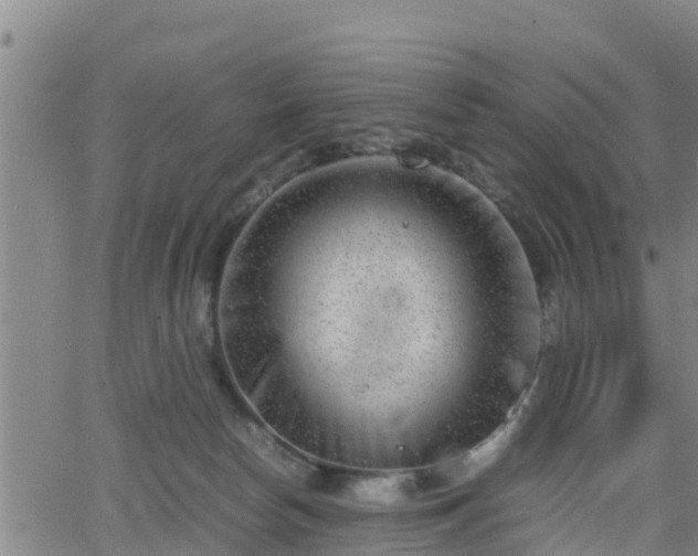 X0000062130178200512161201