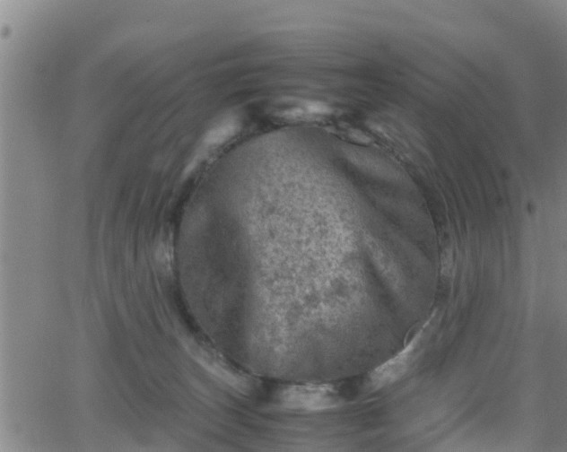 X0000062130179200512161201