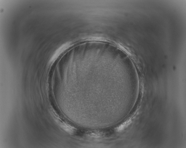 X0000062130199200512161201