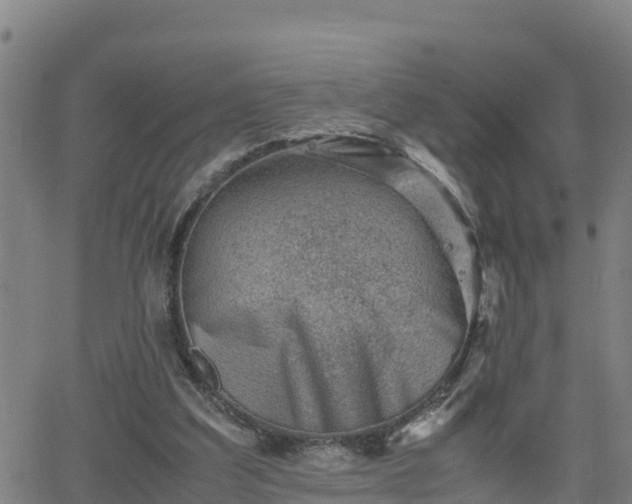 X0000062130203200512161200