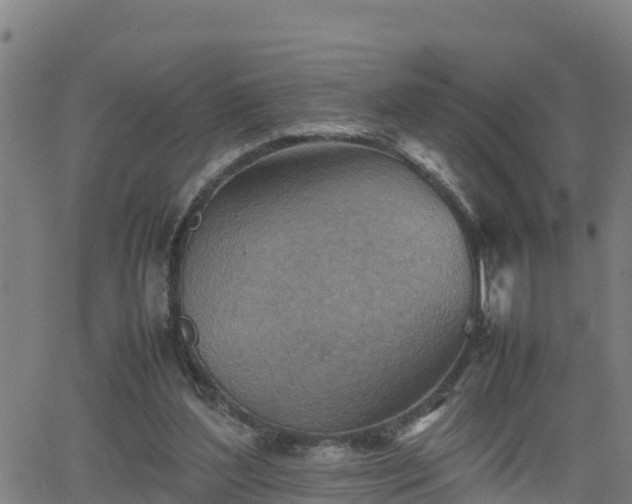 X0000062130204200512161200