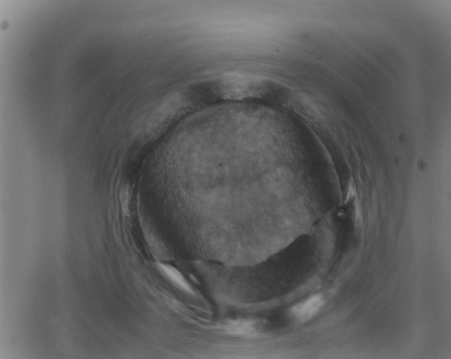 X0000062130219200512161200