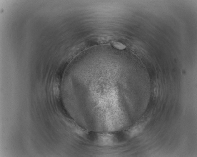 X0000062130226200512161200