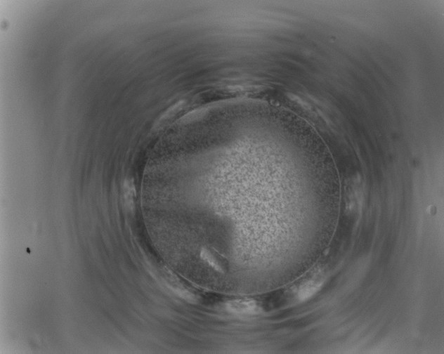 X0000062130279200512161200