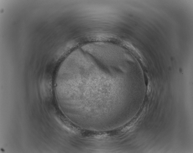 X0000062130306200512161159