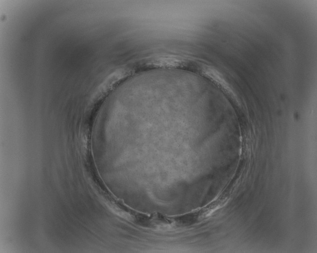 X0000062130309200512161159