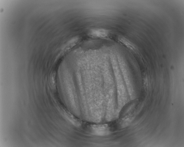 X0000062130373200512161158