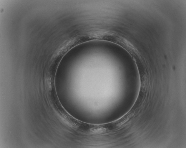 X0000062130452200512161156