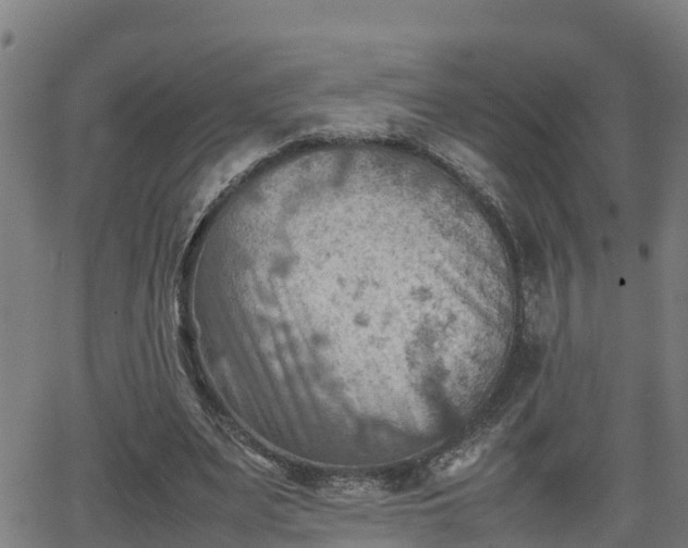 X0000062130487200512161155