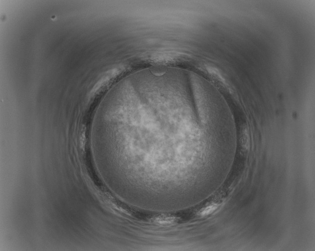 X0000062130495200512161155