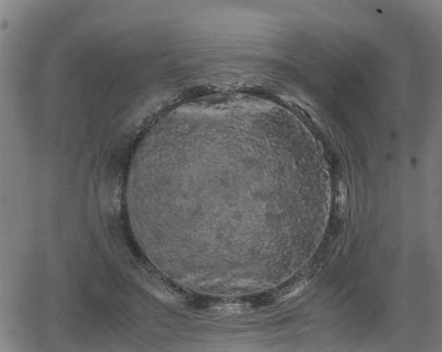 X0000062130499200512161155