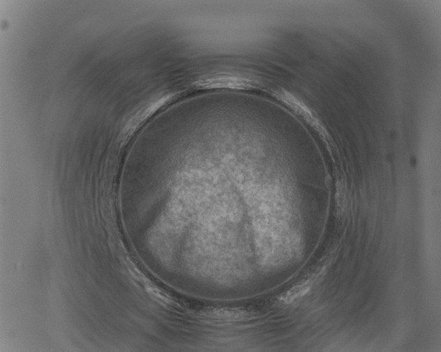 X0000062130529200512161154