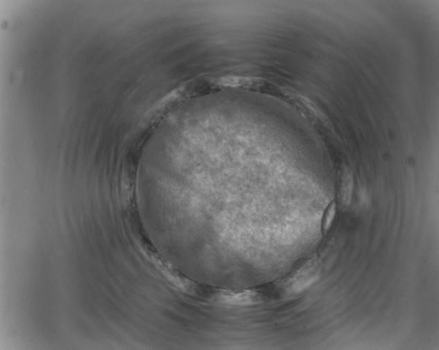 X0000062130569200512161155