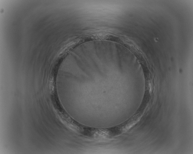 X0000062130599200512161154