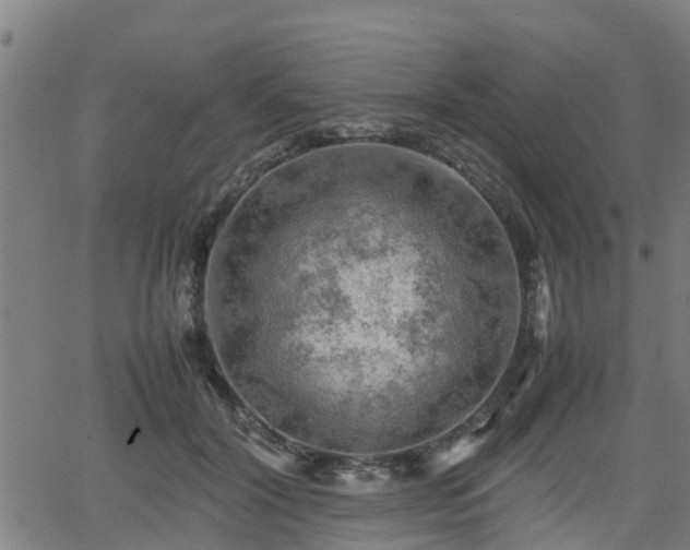 X0000062130604200512161153