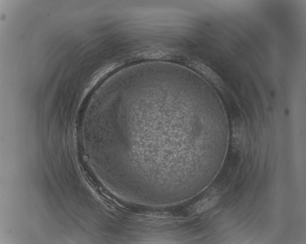 X0000062130626200512161152