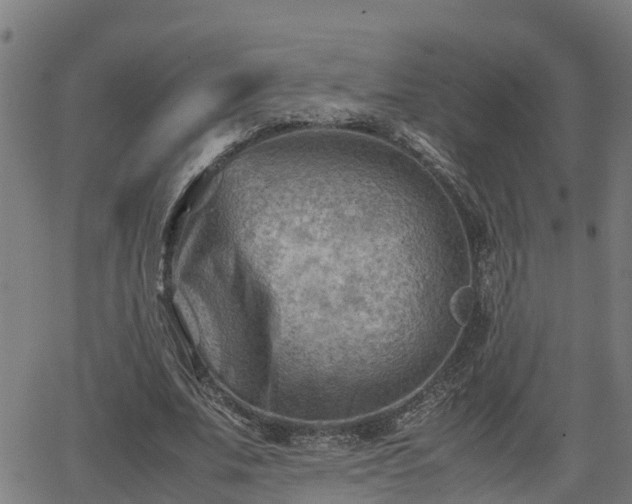 X0000062130679200512161152