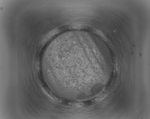 X0000062130683200512161152