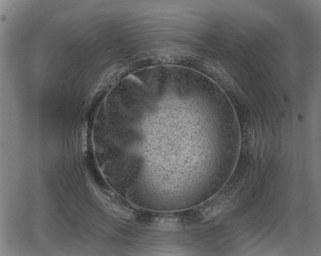 X0000062130694200512161152