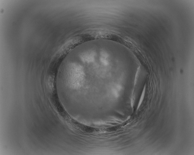 X0000062130695200512161152