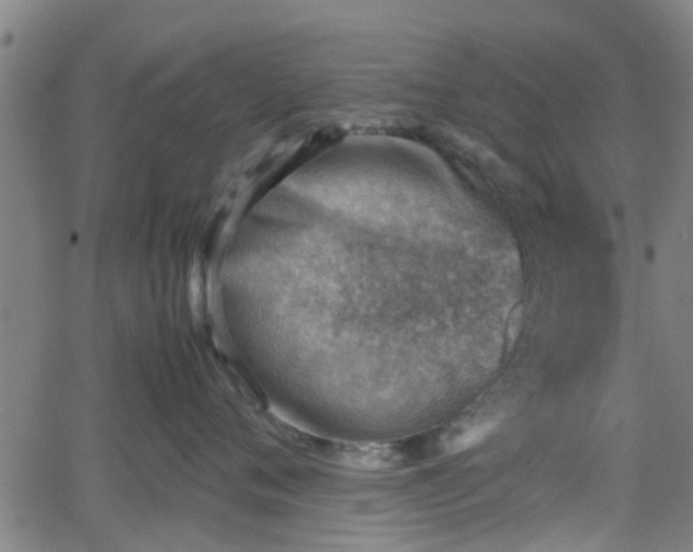 X0000062130720200512161152