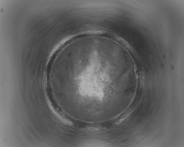 X0000062130726200512161151