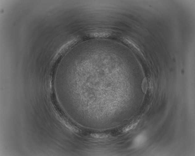 X0000062130733200512161151