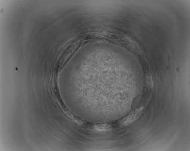 X0000062130757200512161151