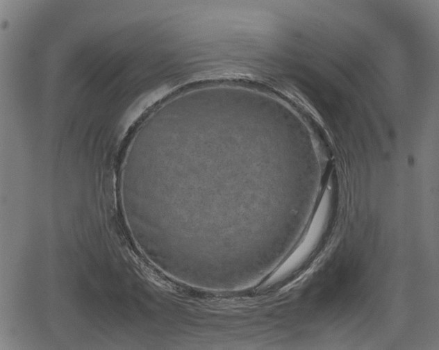 X0000062130781200512161151