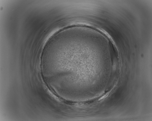 X0000062130799200512161150