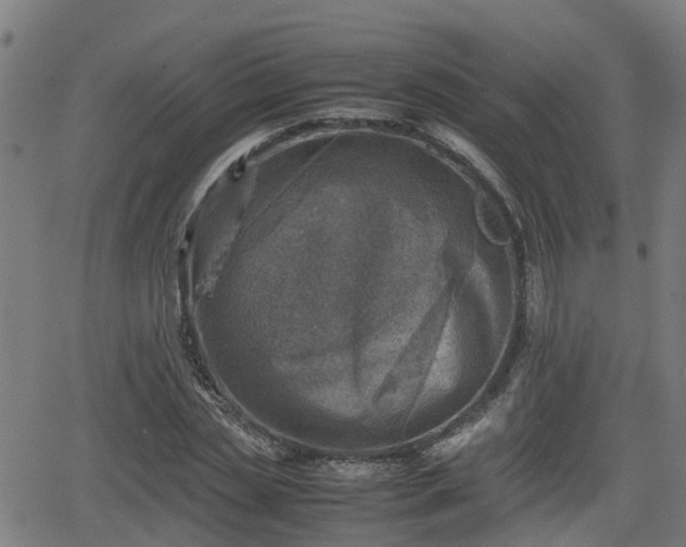 X0000062130829200512161149