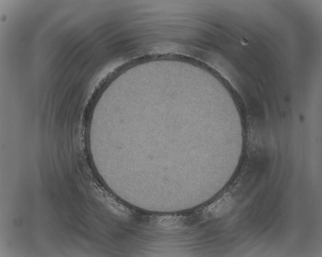 X0000062130832200512161149