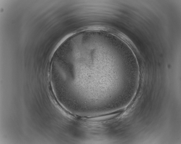 X0000062130852200512161150