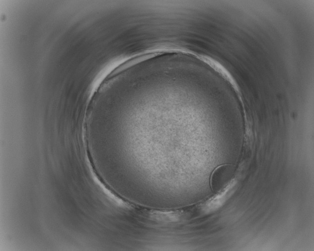 X0000062130855200512161150