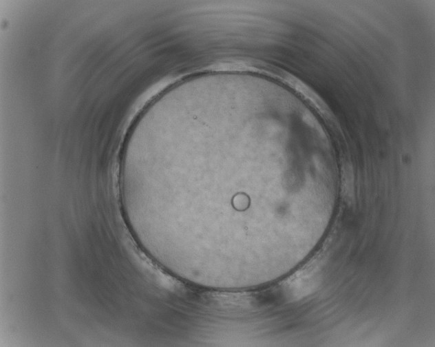 X0000062130856200512161150