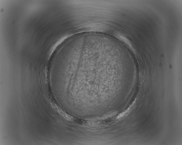 X0000062130875200512161149