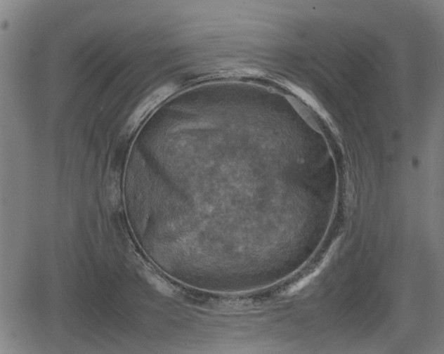 X0000062130889200512161149