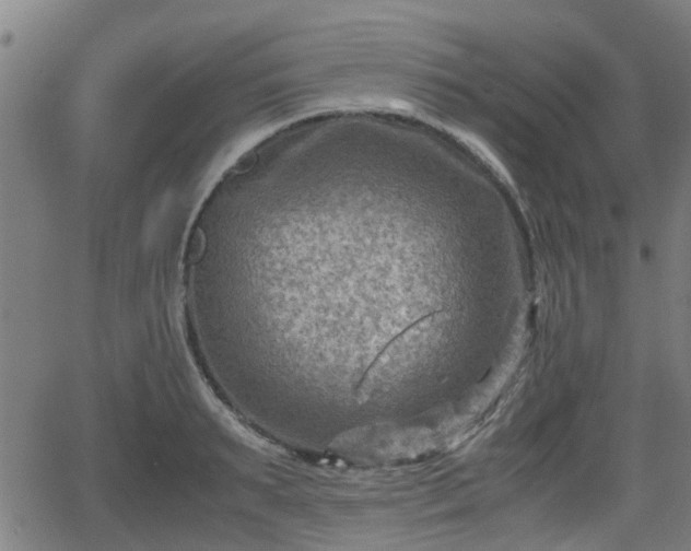 X0000062130895200512161149