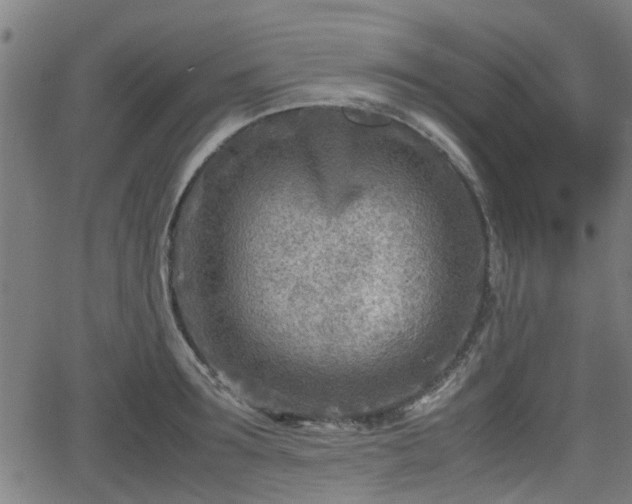 X0000062130899200512161149