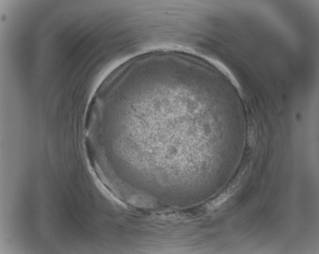 X0000062130903200512161149