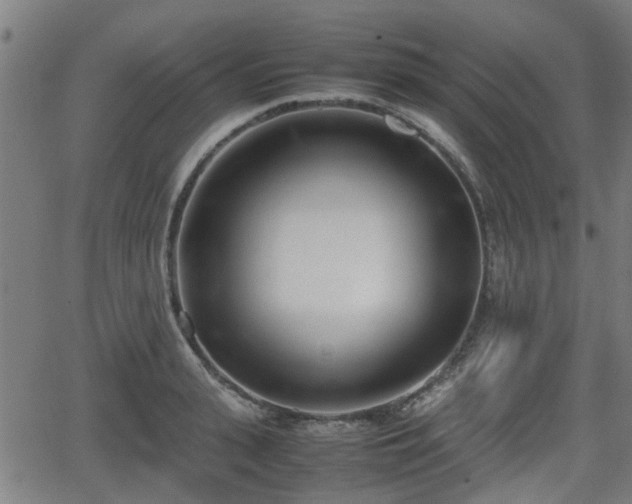 X0000062130943200512161148