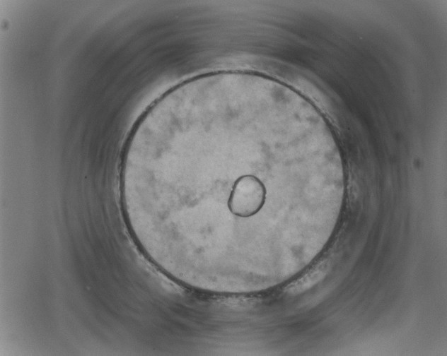 X0000062130950200512161148